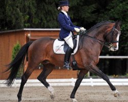 stallion Hoelderlin (Trakehner, 1997, from Michelangelo)