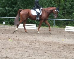 jumper Pegasus 502 (Hanoverian, 2002, from Perpignon)