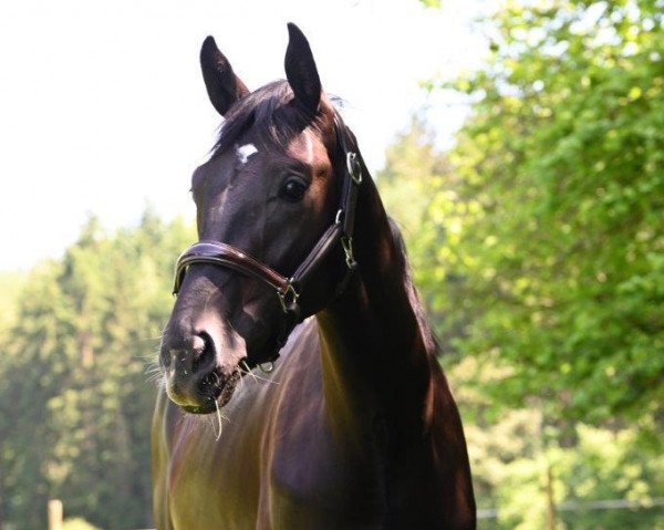 dressage horse Sir Simon (Westphalian, 2020, from Secret)