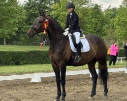 dressage horse Holzi (German Sport Horse, 2017, from Helium)