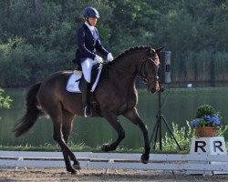 dressage horse Strandrose (Trakehner, 2008, from Herzensdieb)