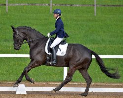 dressage horse Roosevelt (Trakehner, 2008, from Stresemann)