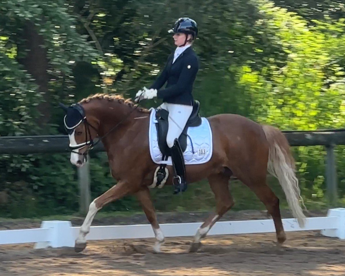 Dressurpferd Herzbube MA (Deutsches Reitpony, 2019, von Herzkönig NRW)