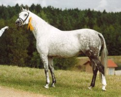 broodmare Per Du (Trakehner, 1991, from Unkensee)