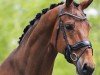 dressage horse Heiline’s Zeven Up (Danish Warmblood, 2016, from Blue Hors Zalabaster)