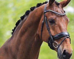 dressage horse Heiline’s Zeven Up (Danish Warmblood, 2016, from Blue Hors Zalabaster)