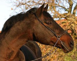 stallion Parforce (Trakehner, 1982, from Habicht)