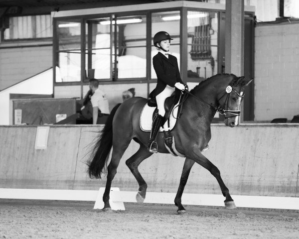 dressage horse Fürsten-Welt (Rhinelander, 2017, from Fürsten-Look)