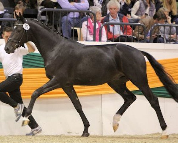 stallion Niagara 34 (Trakehner, 2012, from Kentucky)