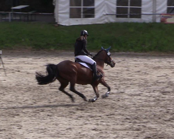 Reitturnier Lgl.-Oberhain, B95 2024