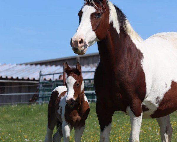 broodmare Chumani Teetonka (Paint Horse,  , from Quixotes Mastr N Risk)