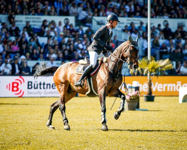 jumper Chatolinue PS (Oldenburg show jumper, 2013, from Diablo Blanco)