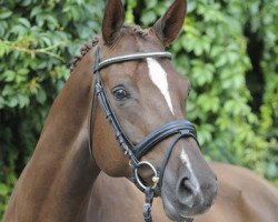 broodmare Tamarie (Trakehner, 2003, from Münchhausen)