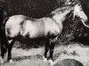 stallion Vasall Mo 1283 (Heavy Warmblood, 1967, from Ventus Mo 1221)