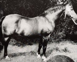 stallion Vasall Mo 1283 (Heavy Warmblood, 1967, from Ventus Mo 1221)