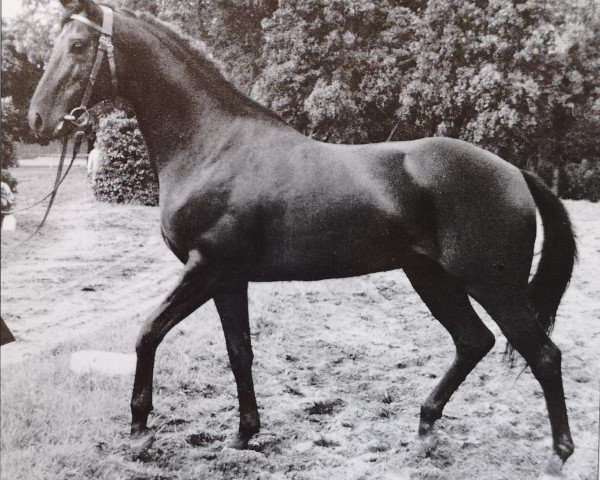 stallion Velten xx 4248 (Thoroughbred, 1954, from Ticino xx)
