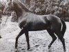 stallion Velten xx 4248 (Thoroughbred, 1954, from Ticino xx)