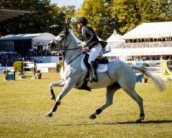 Springpferd Scarteen (Großbritannien Warmblut, 2013, von VDL Cardento 933)