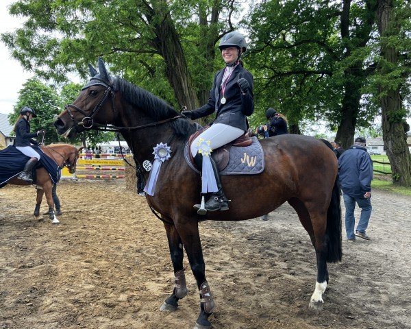 jumper Dorina 1033 (German Sport Horse, 2015, from Discar)