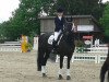 dressage horse Santiago 244 (Rhinelander, 2007, from Stedinger)