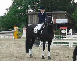 dressage horse Santiago 244 (Rhinelander, 2007, from Stedinger)