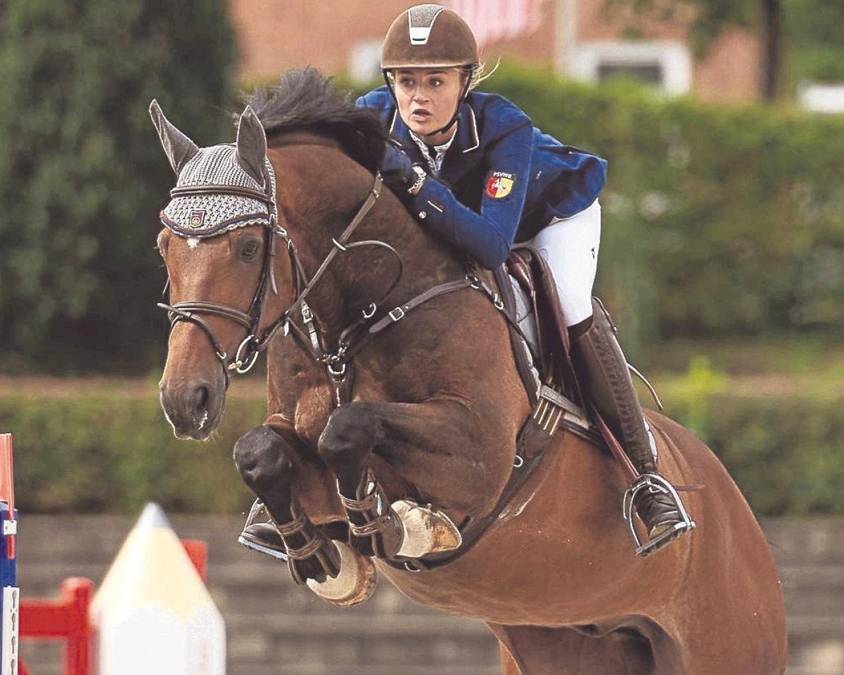 jumper Falcon Crest 2 (Westphalian, 2004, from Fürst Piccolo)