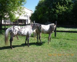 stallion Aragon (German Riding Pony, 2004, from Acapulco)