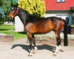 Pferd Million Dollar x Conteur (Holsteiner, 2020, von Million Dollar)