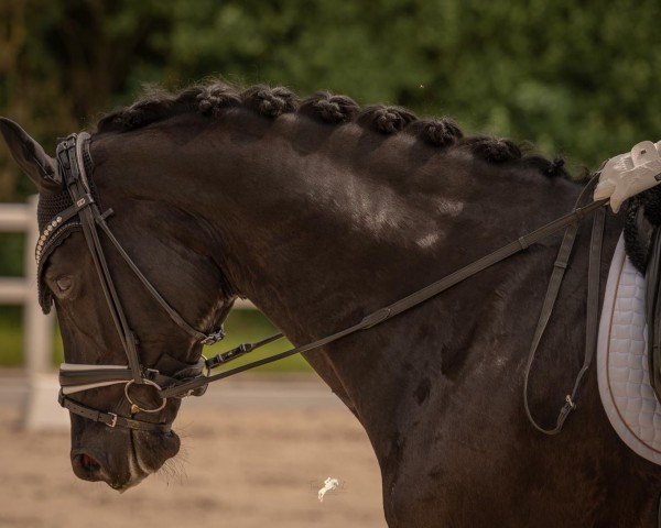 dressage horse Gangster Bang (Danish Warmblood, 2015)