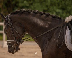 dressage horse Gangster Bang (Danish Warmblood, 2015)