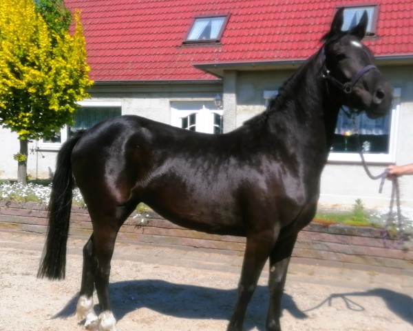 dressage horse Blütenstern (German Riding Pony, 2021, from Designed in Black AT)