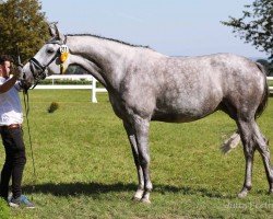 dressage horse Komtessa (Trakehner, 2019, from Lowelas)