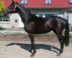 dressage horse My little Princess (Oldenburg, 2019, from Destano)