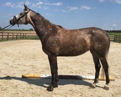 broodmare Kaitlynn (Trakehner, 2016, from Herakles TSF)