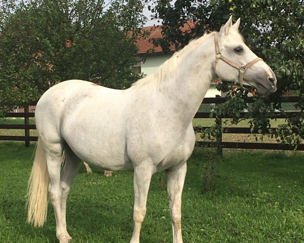 broodmare Kimberley (Trakehner, 2004, from Mephisto)