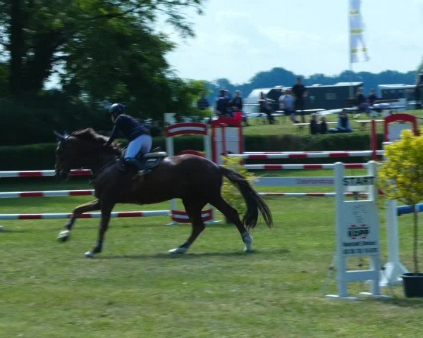 Reitturnier Wustrow 2024
