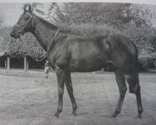 stallion Abdos xx (Thoroughbred, 1959, from Arbar xx)