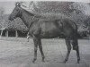 stallion Abdos xx (Thoroughbred, 1959, from Arbar xx)