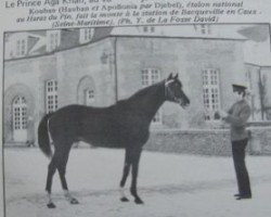 stallion Kouban xx (Thoroughbred, 1970, from Hauban xx)