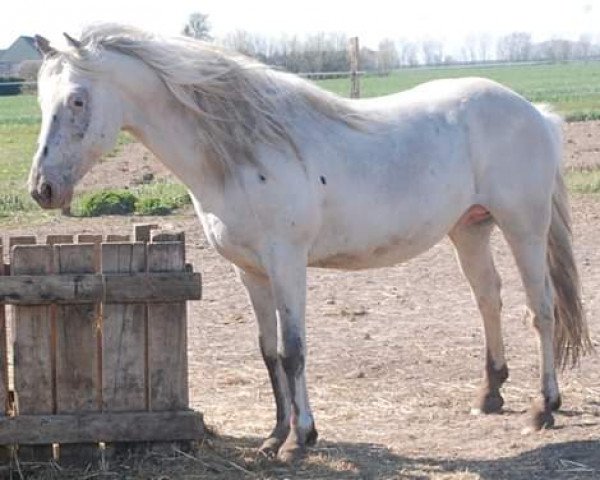 stallion Atyria's Akim (German Riding Pony, 2012, from Aragon)