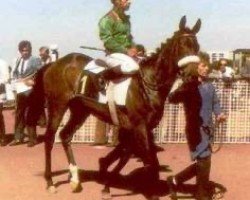 broodmare Darara xx (Thoroughbred, 1983, from Top Ville xx)