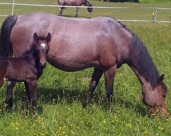 broodmare Zakira (German Riding Pony,  , from Doolittle)