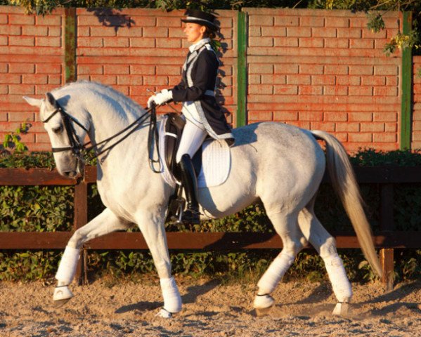 dressage horse Tavares (Royal Warmblood Studbook of the Netherlands (KWPN), 2000, from D-Day)