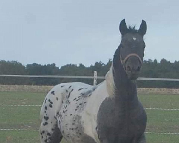 Zuchtstute Atyria`s Painted Prinzess (Kleines deutsches Reitpferd, 2017, von Atyria's Akim)