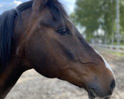 dressage horse Zorro (Lewitzer, 2005)