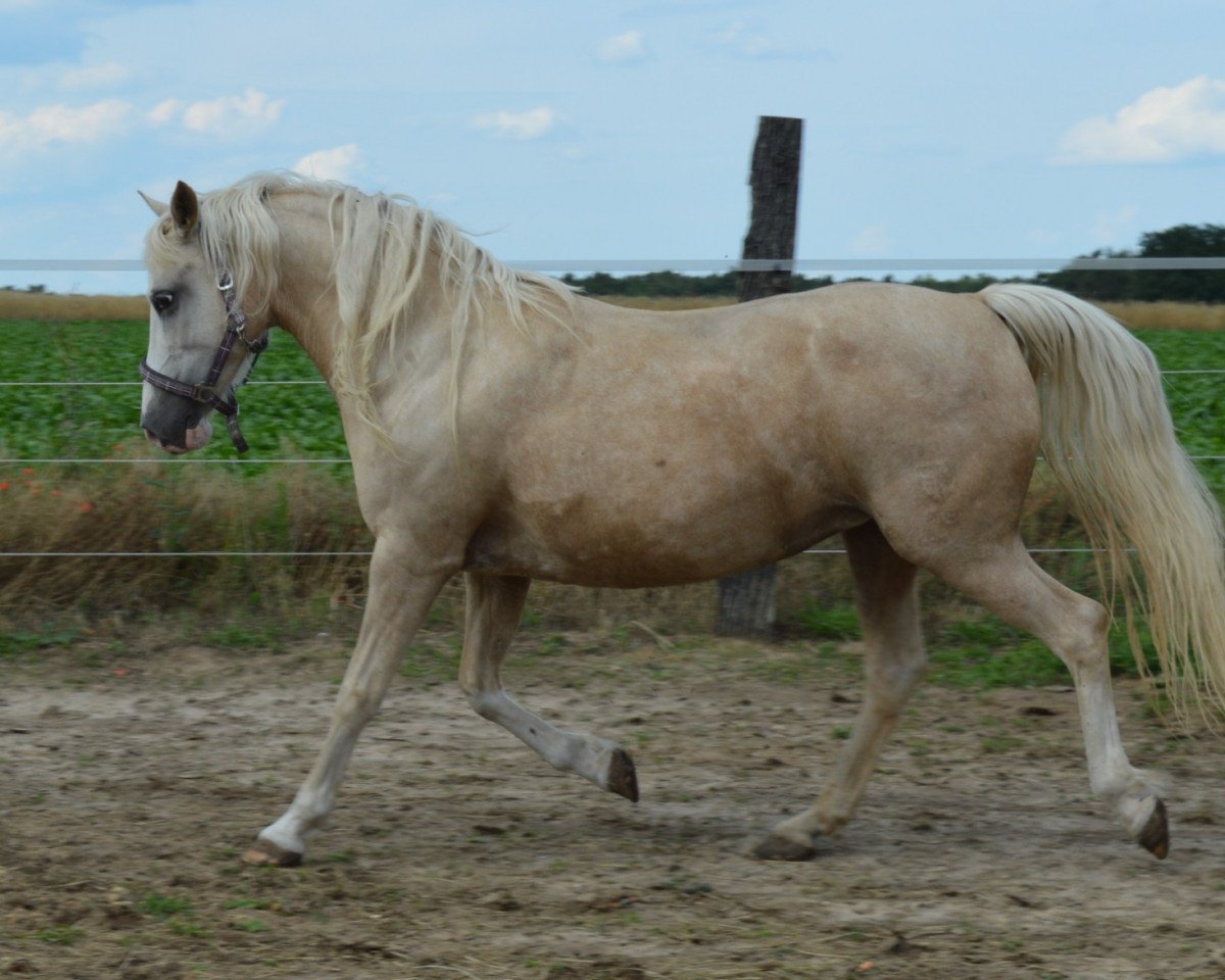 broodmare Magic Cream (German Riding Pony, 2008, from Golden Springfield B)