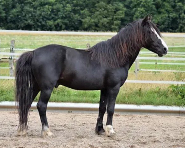 Deckhengst Baron Kurt (Lehmkuhlener Pony, 2004, von Seidlitz)