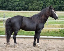 stallion Baron Kurt (Lehmkuhlen Pony, 2004, from Seidlitz)