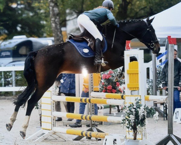 jumper Unique Poupee Ahm (Hanoverian, 2012)