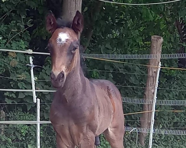 Pferd Klaas W (Lehmkuhlener Pony, 2023, von Baron Kurt)